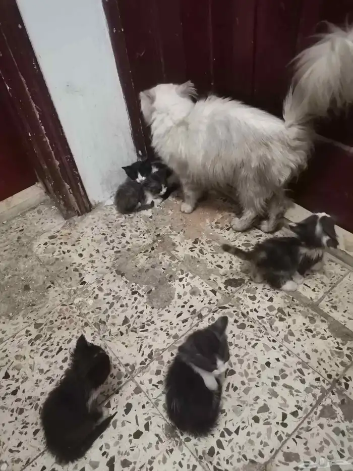 قطه شيراز مع اولاده 3