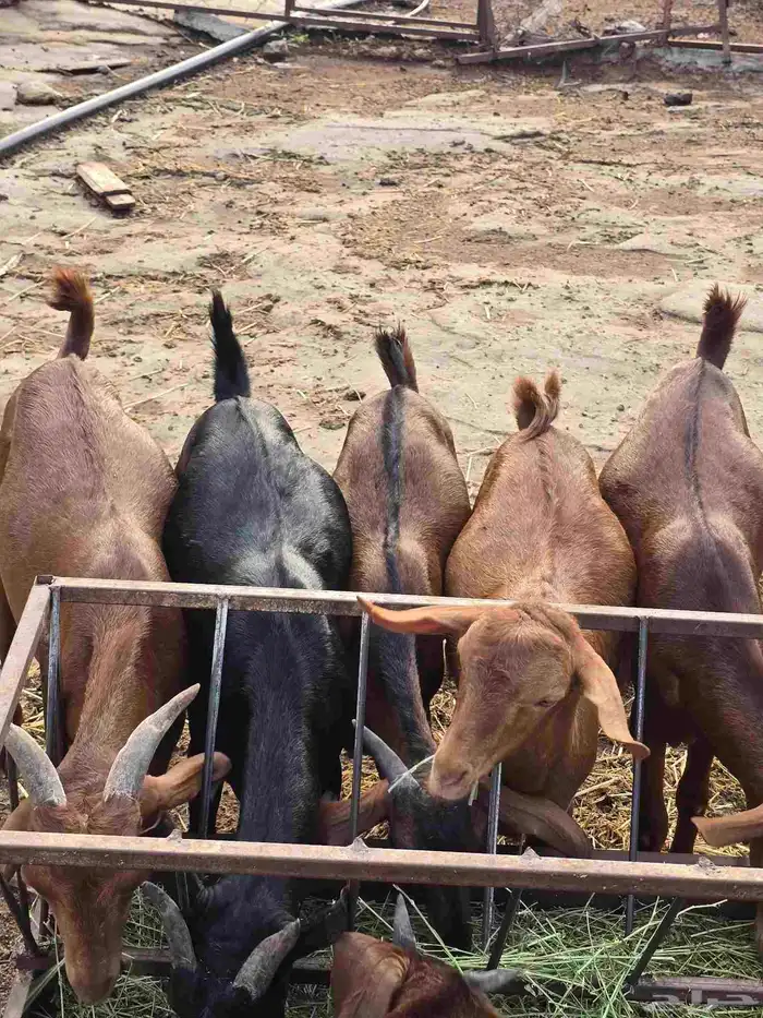 تيوس ذبايح مناسبات مندي فل شحم 0