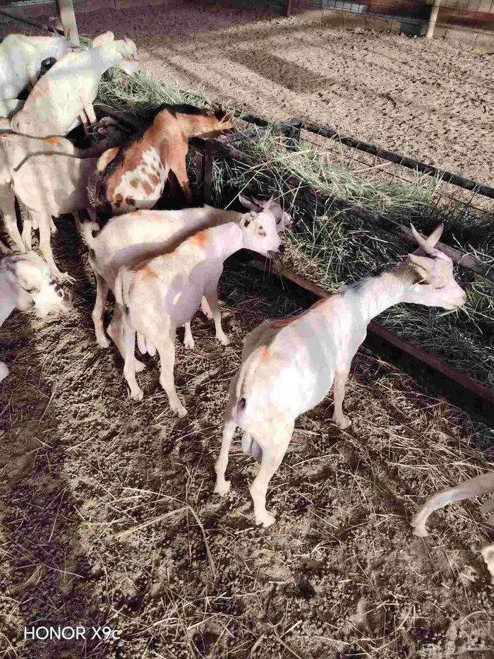 تيوس صومالي جذعان جاهزة للذبح 480 الراس 2