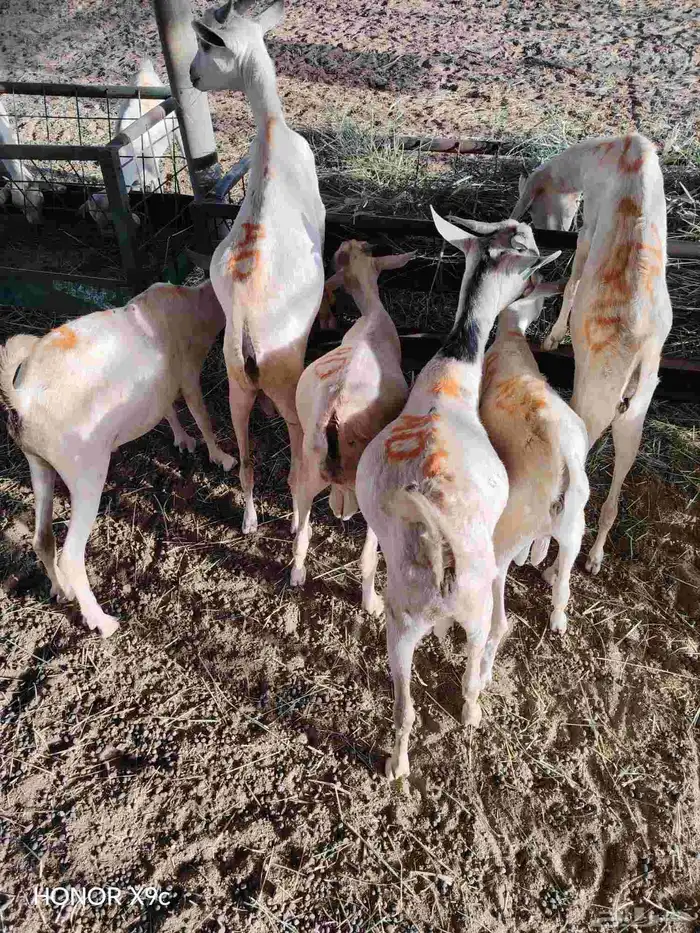 تيوس صومالي جذعان جاهزة للذبح 480 الراس 0