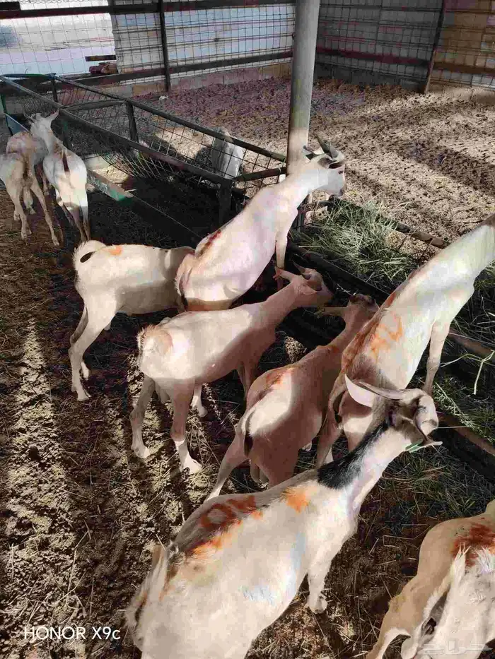 تيوس صومالي جذعان جاهزة للذبح 480 الراس 1