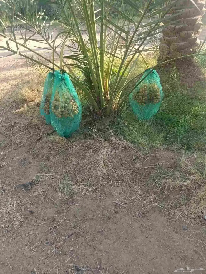 نخل للبيع نقايل جثايث فرواخ 4