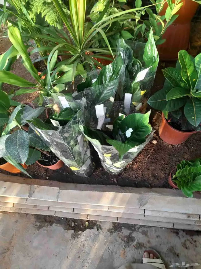 منسق حديق وتركيب جميع شبكات الري العادي 3