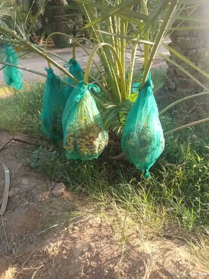 نخل للبيع نقايل جثايث فرواخ 5