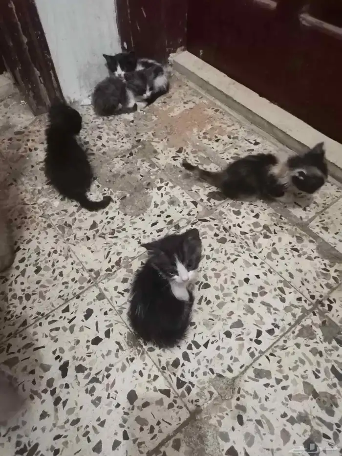 قطه شيراز مع اولاده 0