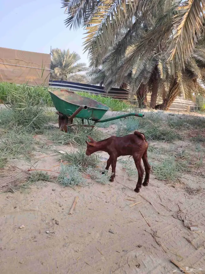 تيس عماني داغور 5
