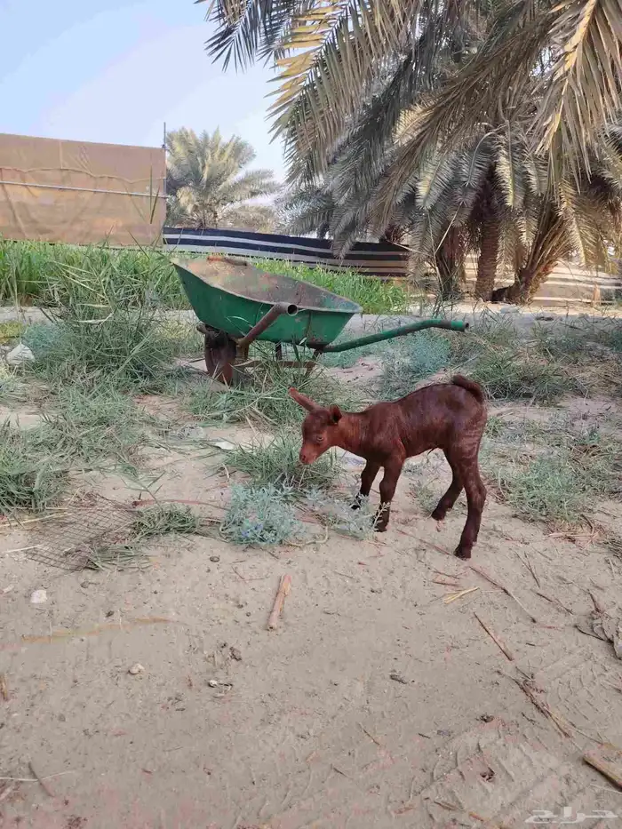 تيس عماني داغور 6