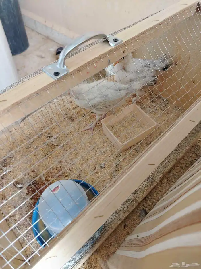 دجاج للبيع العمر اسبوعين 1