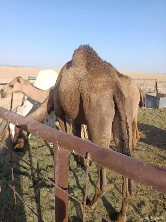 ضرائب ابكار اجذعات صفرا  و حمراء 0