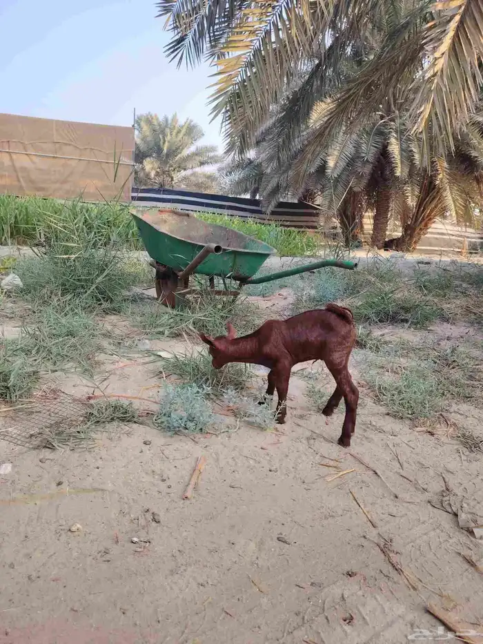 تيس عماني داغور 1