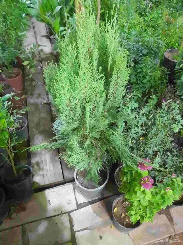 منسق حديق وتركيب جميع شبكات الري العادي 8