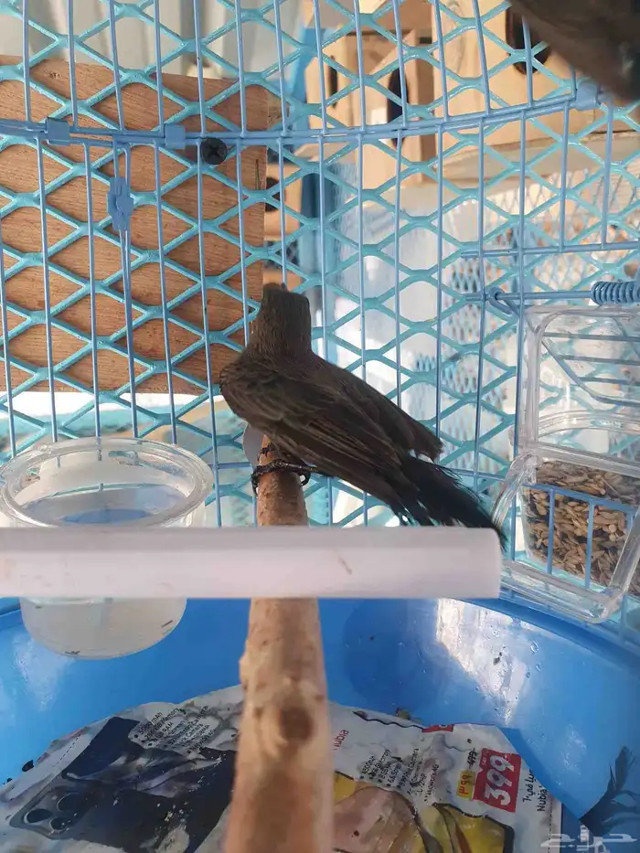 مجموعه طيور الشمس التميره 8