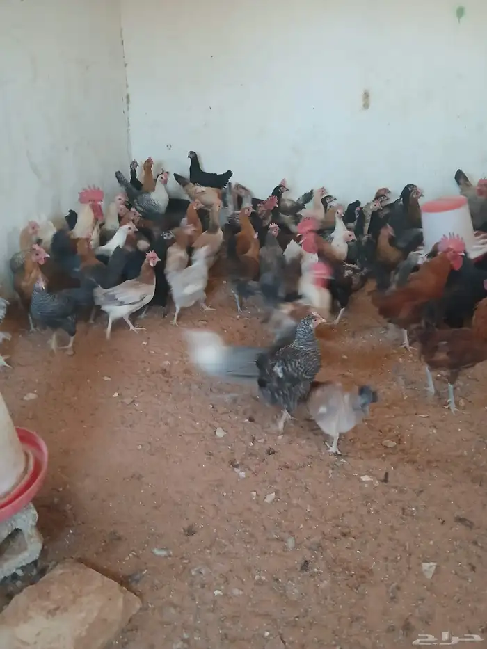 دجاج بلدي حق بيض 1