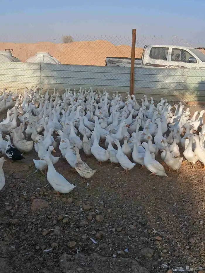. بط بكيني 0
