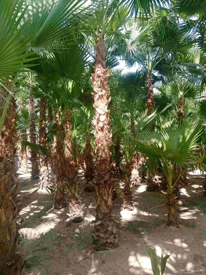 اشجار الزيتون ونخيل وشنطونيا 8