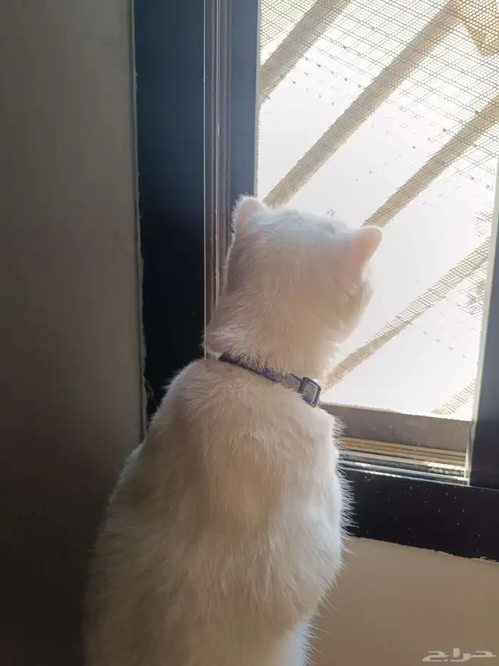 قط سكوتش ابيض نضيف و لطيف يحب العب و مرا هادي 1