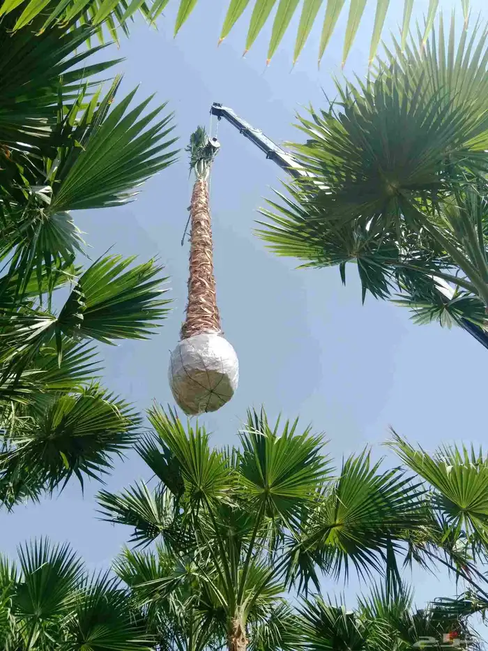 اشجار الزيتون ونخيل وشنطونيا 4