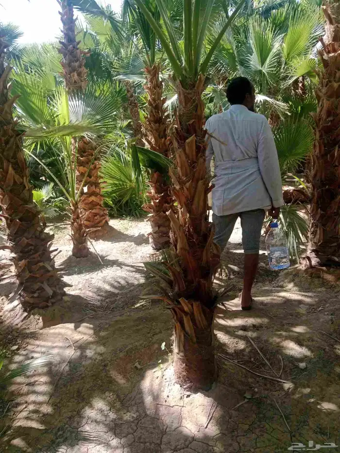 اشجار الزيتون ونخيل وشنطونيا 7