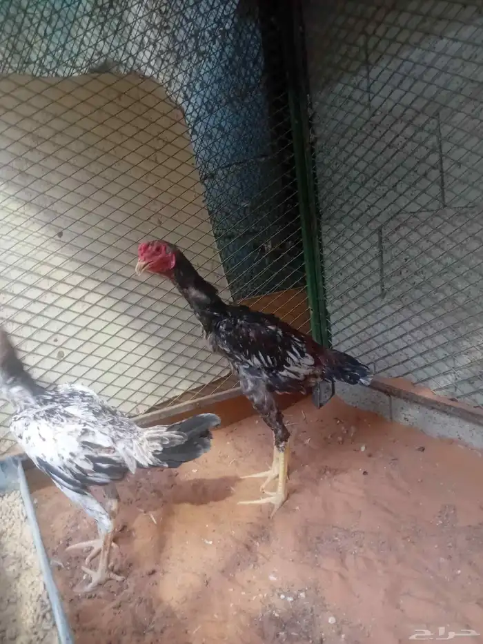 دجاج شامو 11