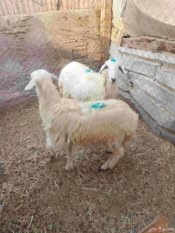 رخال 2
