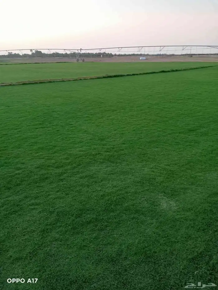 ثيل سئ 2000صافي وطبيعي الموقع الخرج 2