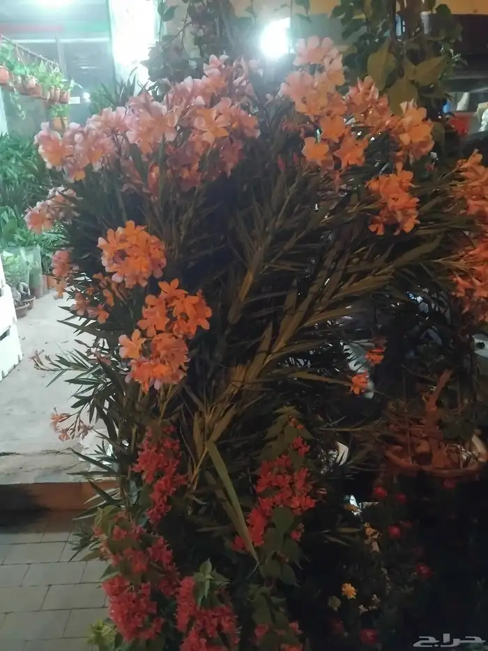 مشتل توفيق 2