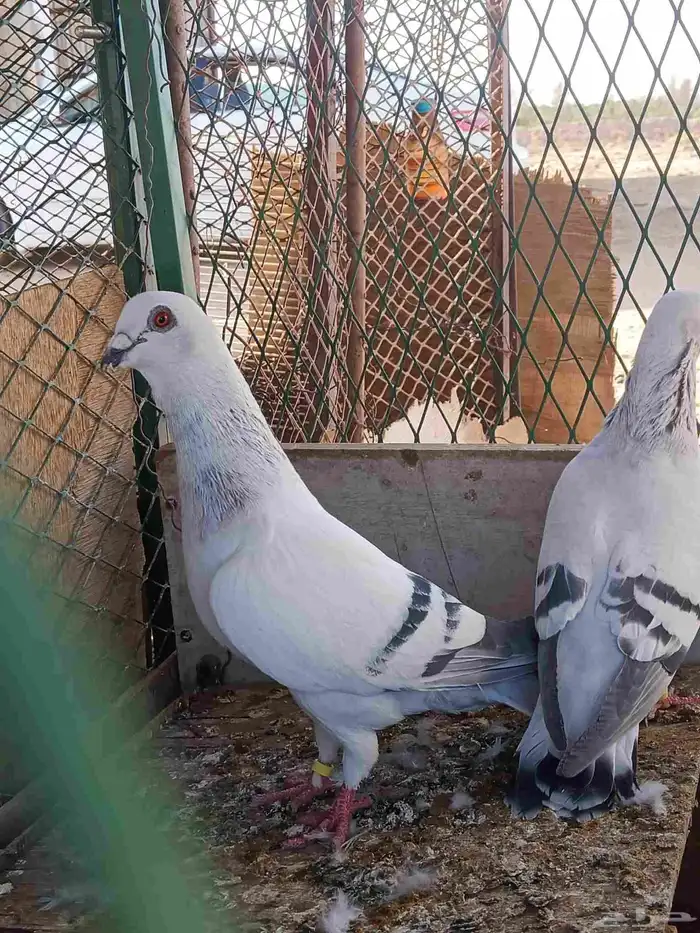 حمام زاجل ايس جامبو 1