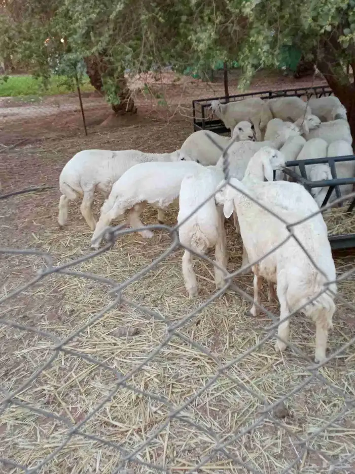 السلام عليكم طليان حري مشاء الله صحه جيده وظهر مقفول ماشاء 1