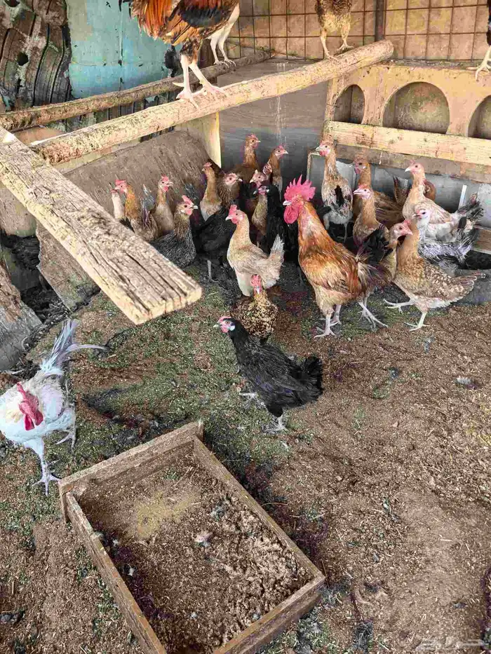 دجاج فيومي وعادي بياض وز عادي رومي منتج ارانب 0