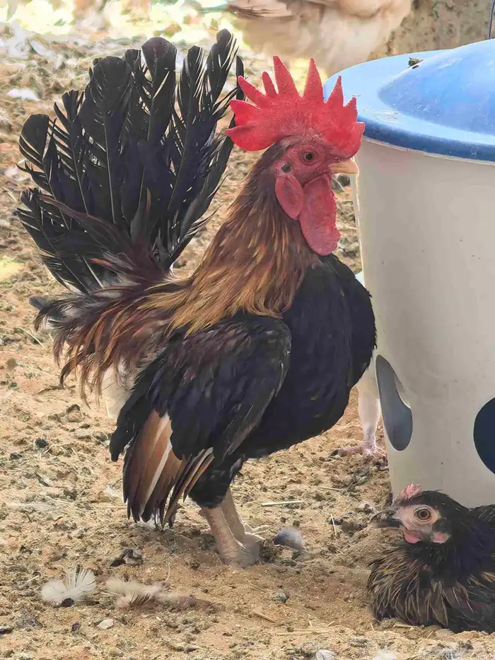 دجاج جابانيز  جابنيز  ياباني قزمي 2