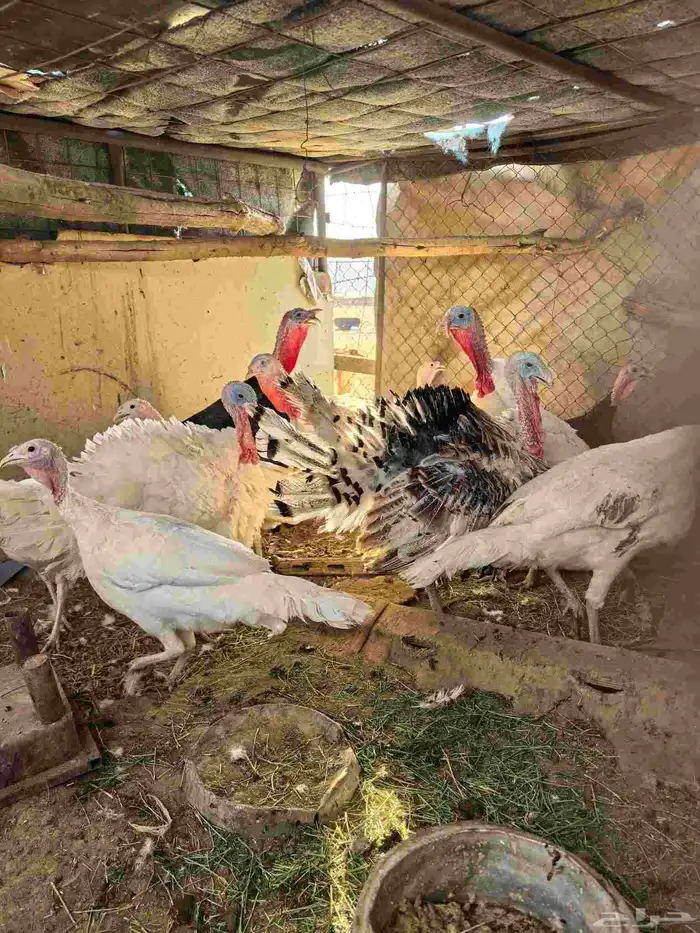 دجاج فيومي وعادي بياض وز عادي رومي منتج ارانب 9