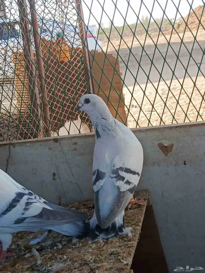 حمام زاجل ايس جامبو 0