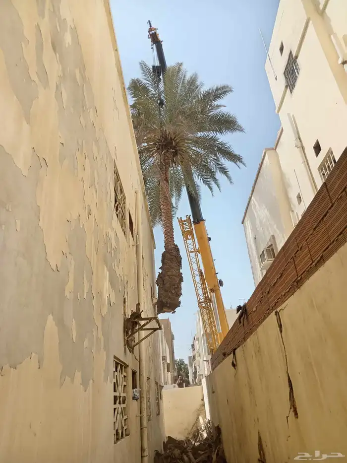 معلم قص شجر ونخل بجده 2