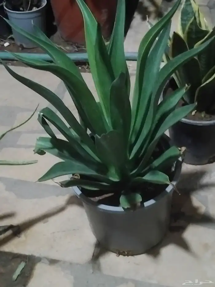 مشتل توفيق 8