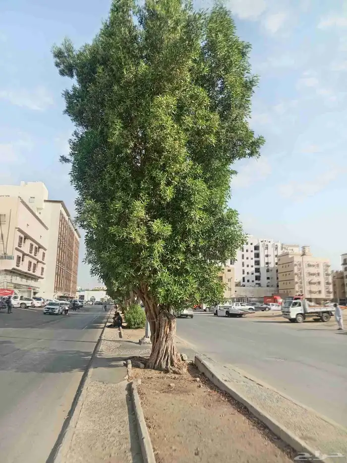 معلم قص شجر ونخل بجده 1