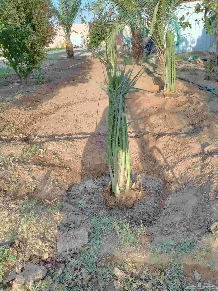 نخل مثمر نخيل مثمره للبيع نقايل فسايل جثايث 4