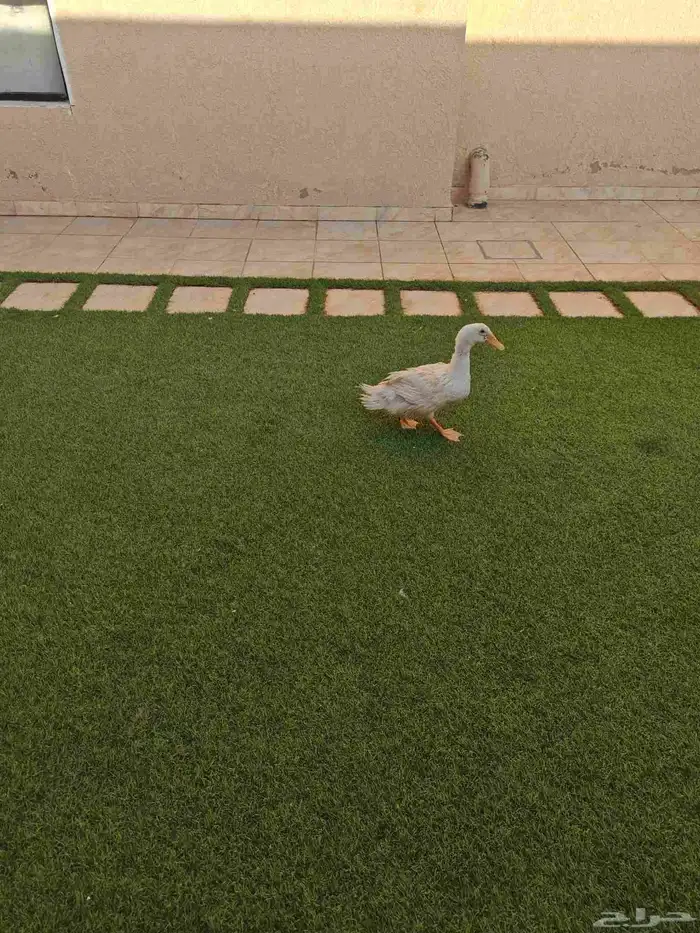 بطه للبيع 1
