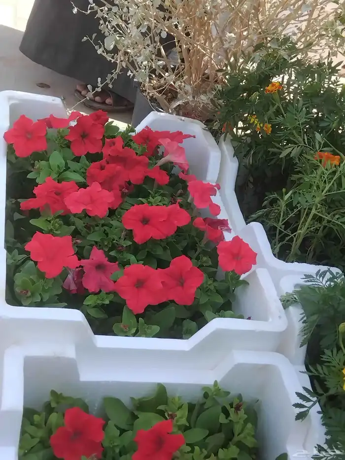 مشتل توفيق 1