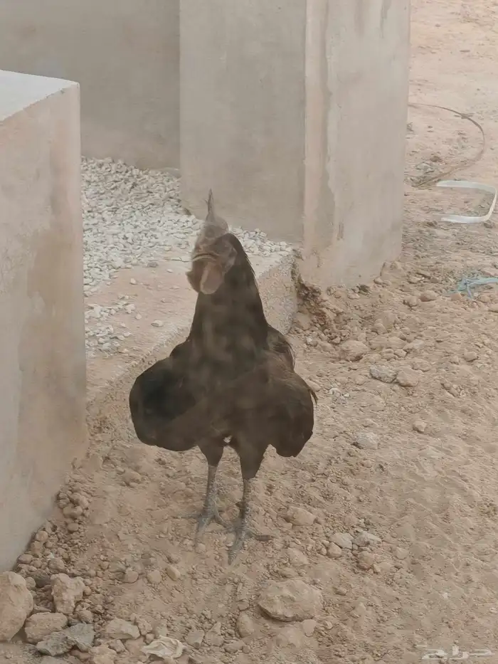ديك اسود صك 0