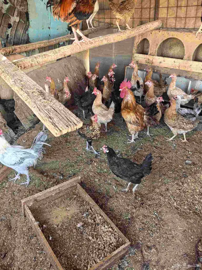 دجاج فيومي وعادي بياض وز عادي رومي منتج ارانب 1
