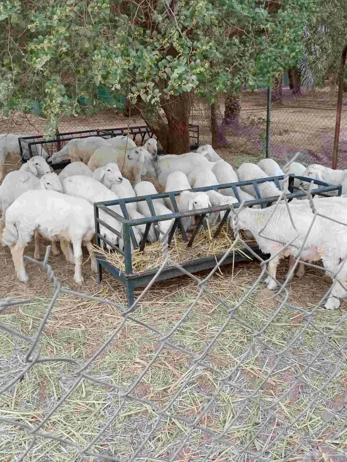 السلام عليكم طليان حري مشاء الله صحه جيده وظهر مقفول ماشاء 2