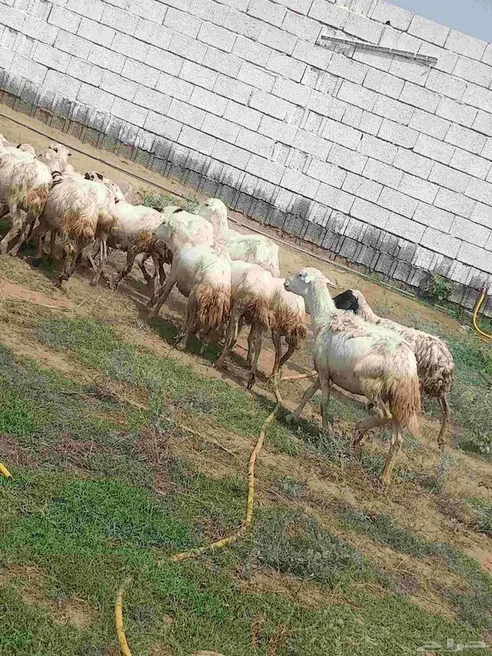 ضان قرايب دفيع الا شرط العدد 14 0