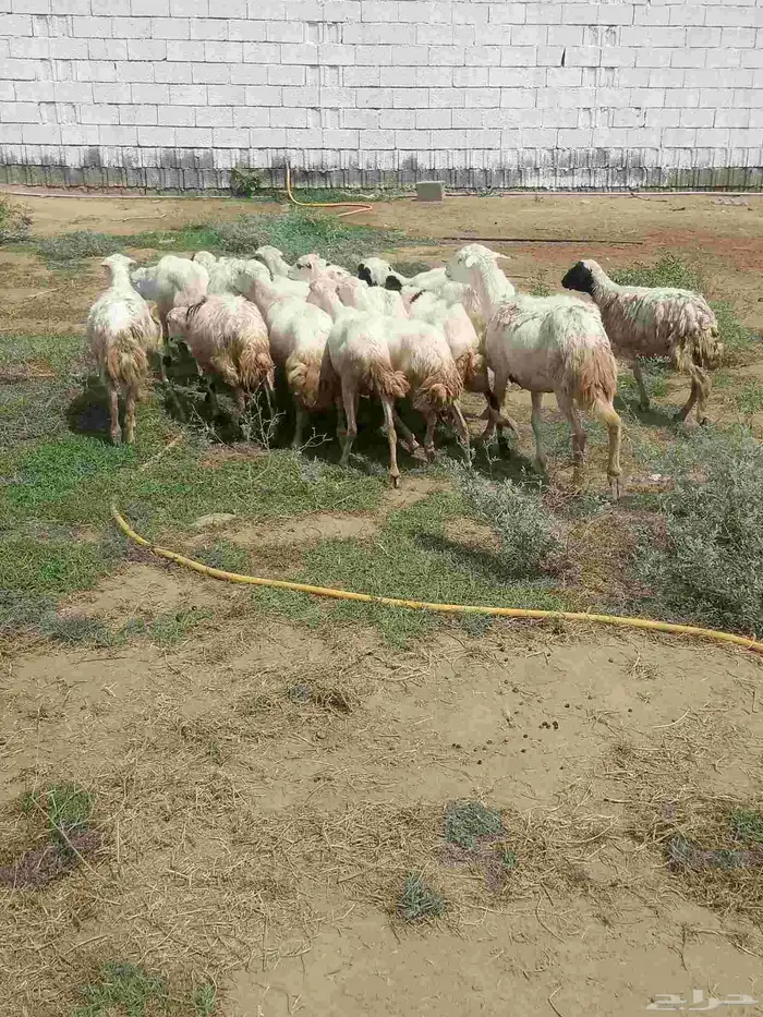 ضان قرايب دفيع الا شرط العدد 14 1