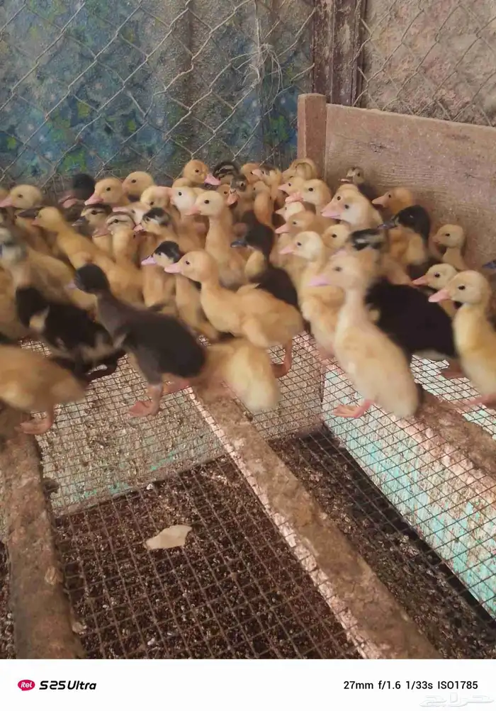 موجود صوص بط بكيني 0