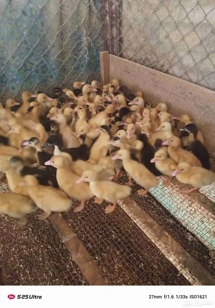 موجود صوص بط بكيني 2