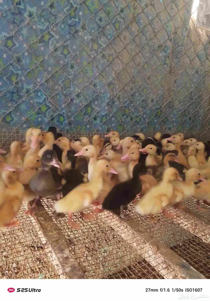 موجود صوص بط بكيني 1