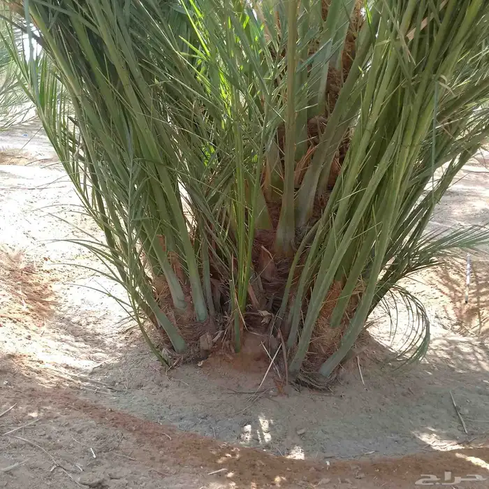 نخل فسايل ونقايل 2