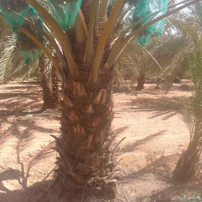 نخل فسايل ونقايل 0