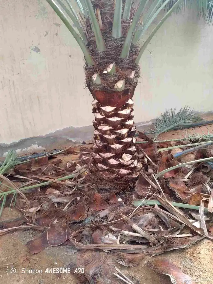 تكريب وقلع وغرس النخل والاشجار وكل شيء يخص الزراعه 0