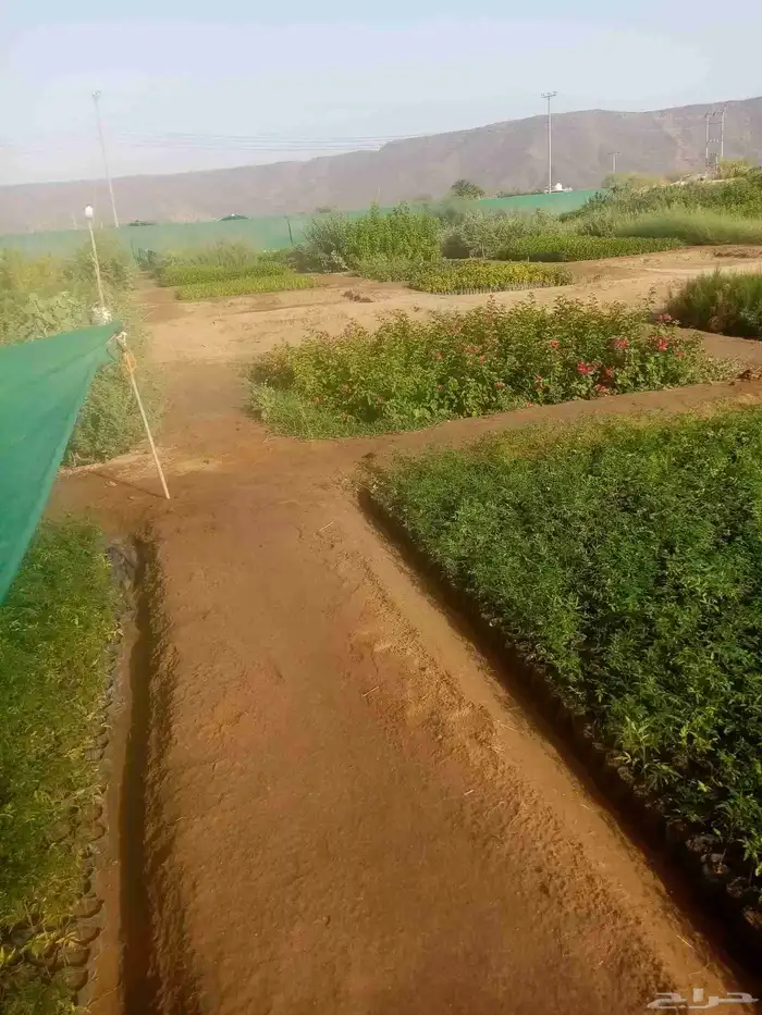 نخيل واشنطني واشجارللبيع 2